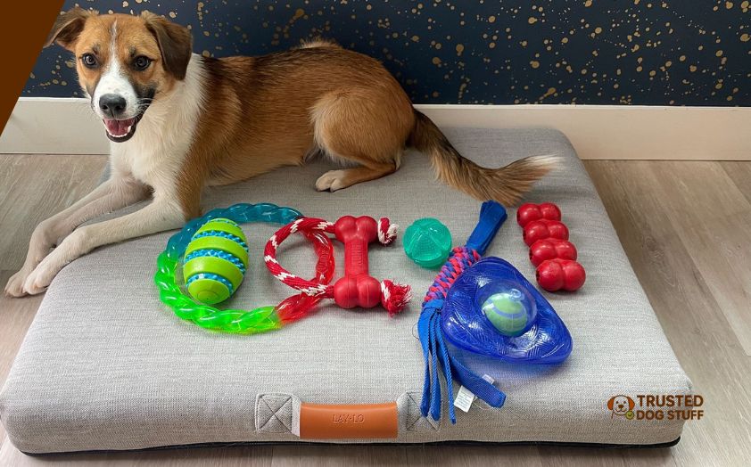 best dog toys for high energy dogs