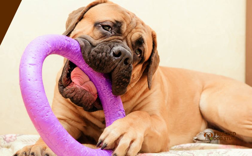 best dog toys for shredders