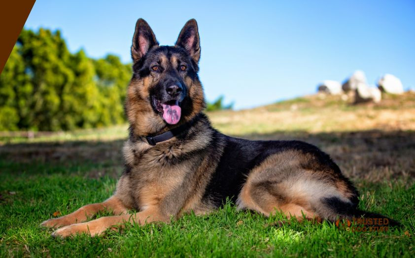 best dog treats for german shepherds