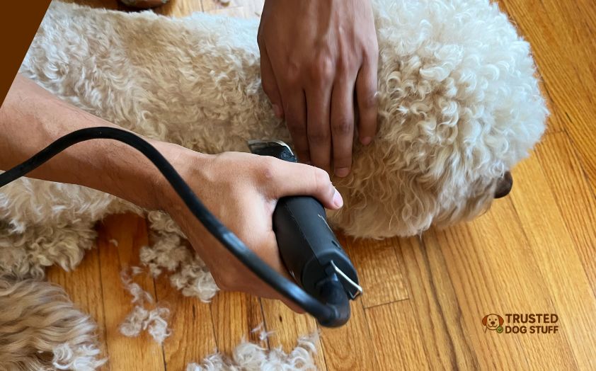 best dog trimmers for doodles