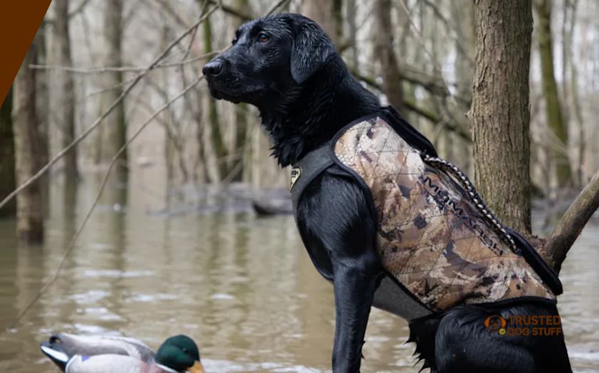 best dog vests for duck hunting