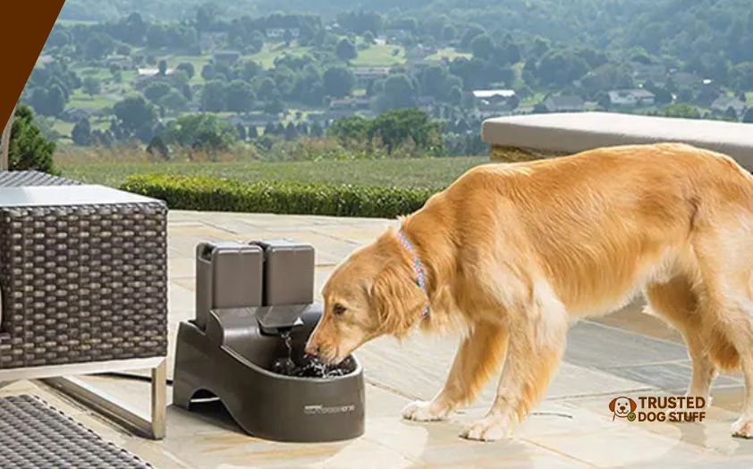 best dog water bowls for outside
