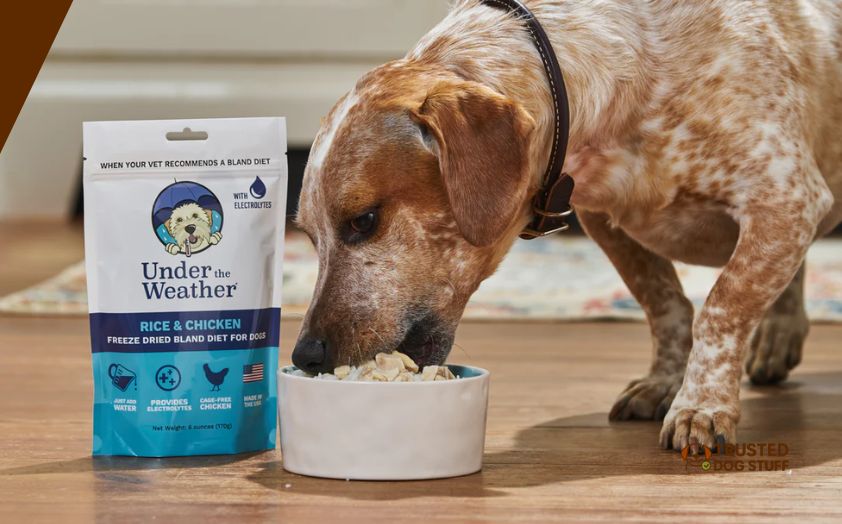 best dry dog foods for bad breath