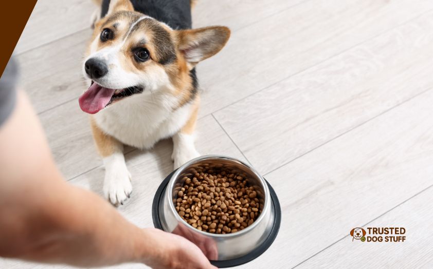 best dry dog foods for dogs with yeast problems