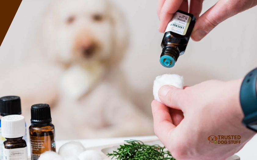 best essential oils for dog smell