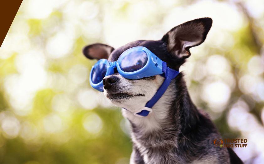 best goggles for dogs