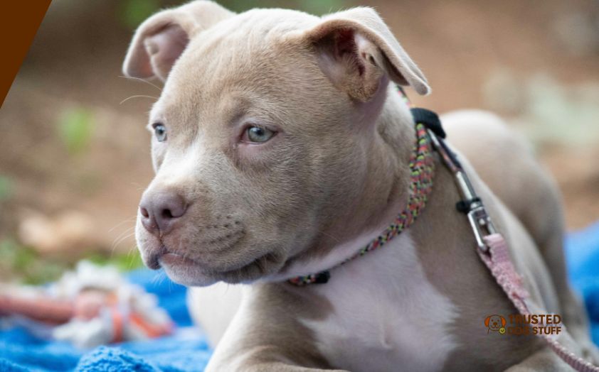 best grain-free dog foods for pitbulls