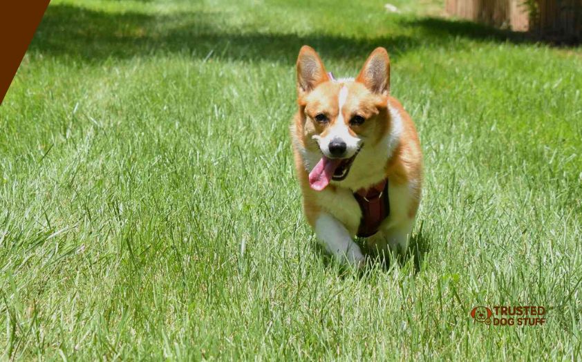 best grasses for dogs with allergies