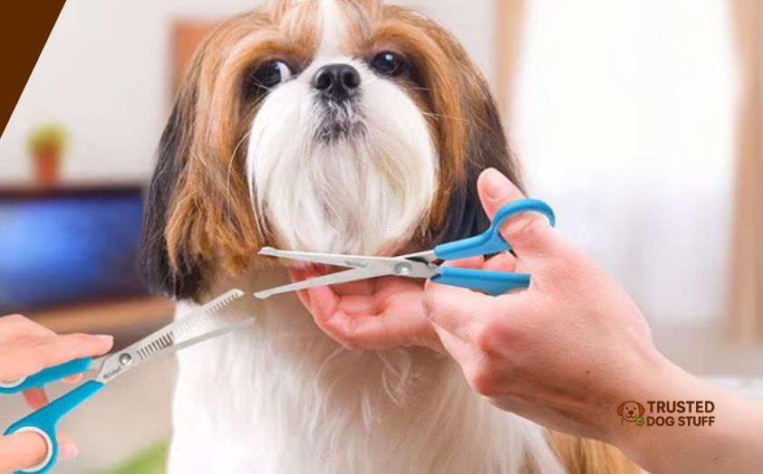 best grooming scissors for dogs