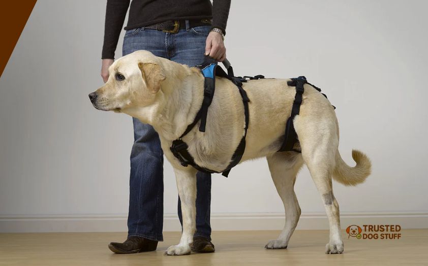 best harnesses for 3 legged dog