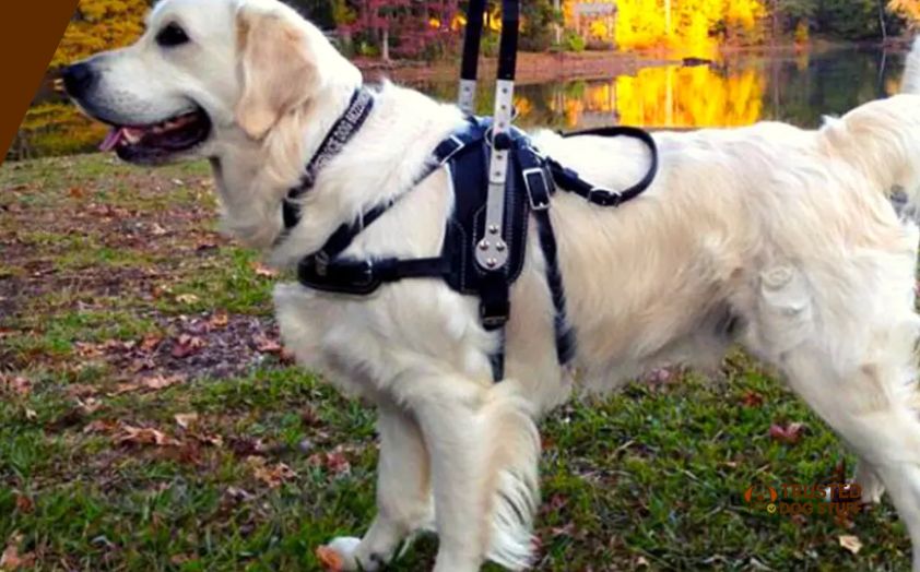 best harnesses for blind dog