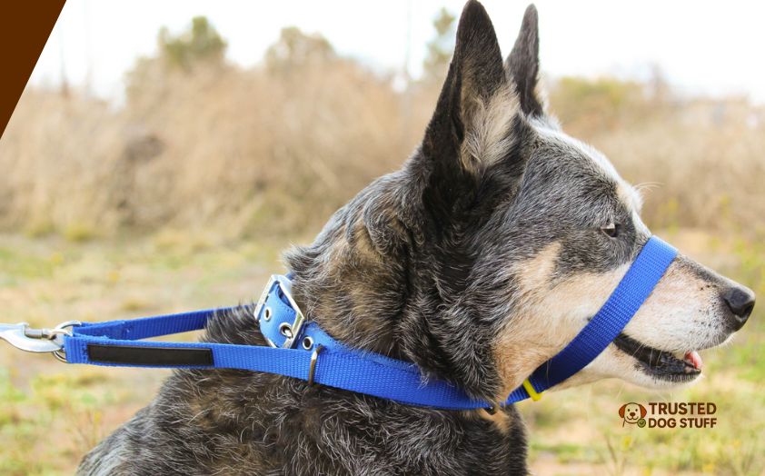best head collars for reactive dogs