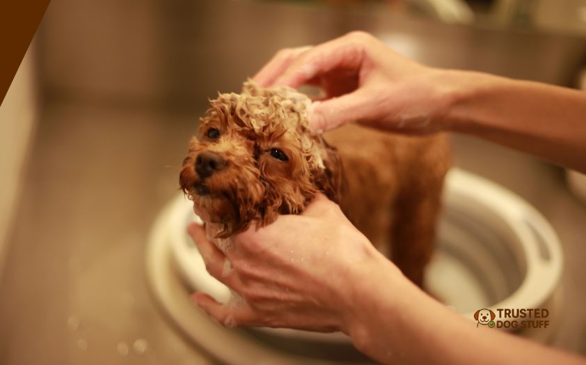 best itch shampoos for dogs