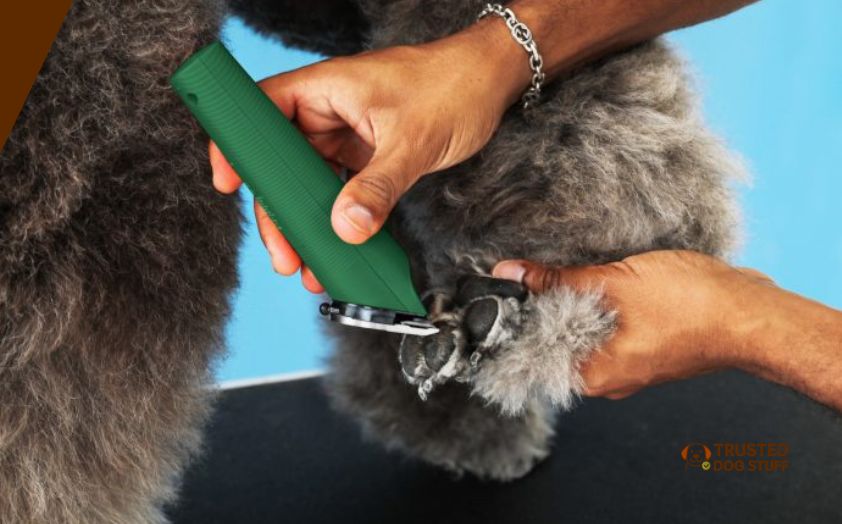 best professional dog clippers for poodles