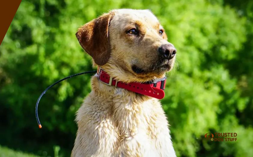 best shock collars for little dogs