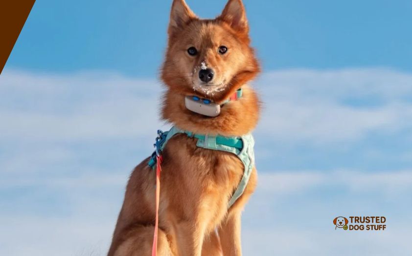 best shock collars for long haired dogs
