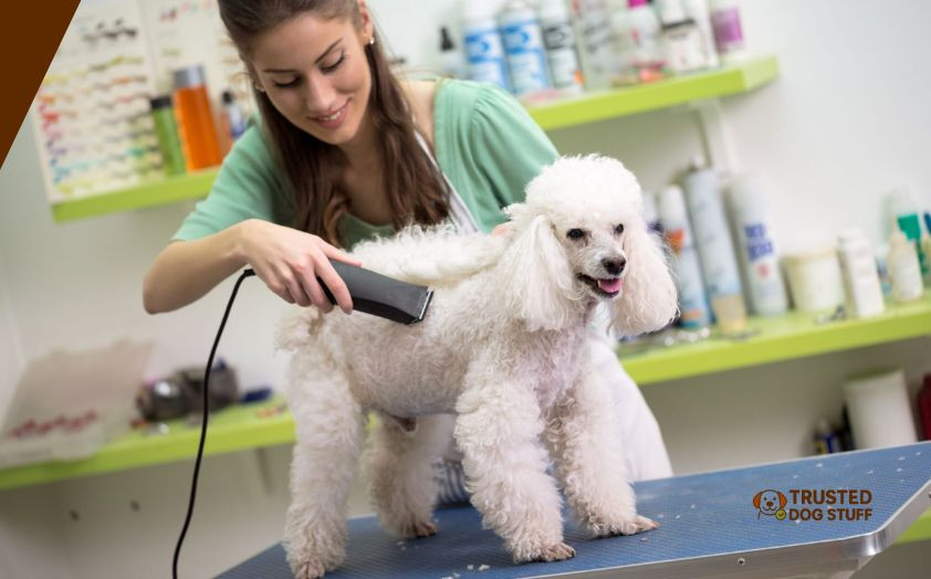 best shoes for dog grooming