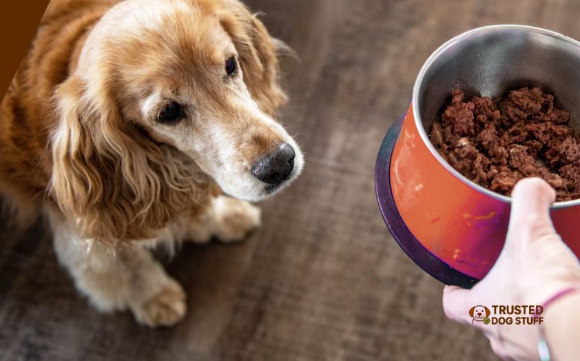 best soft dry dog foods for seniors