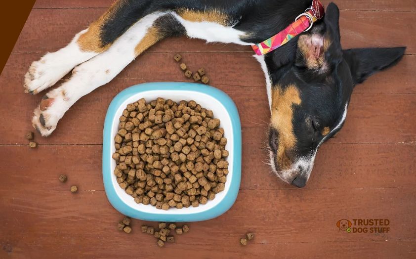 best soft foods for dogs after dental surgery