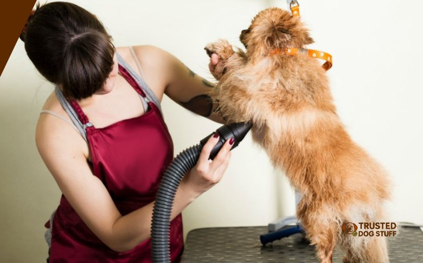 best stand dryers for dog grooming