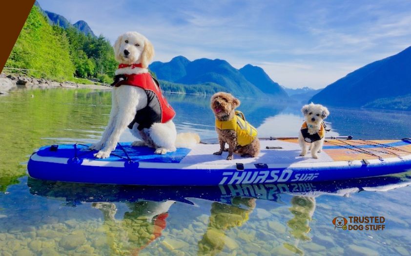 best stand up paddle boards for dogs