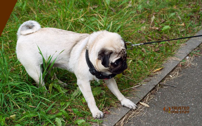 best training collars for stubborn dogs