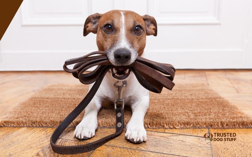 can a dog travel on a train