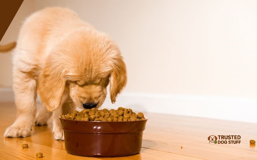 can birds eat dog food
