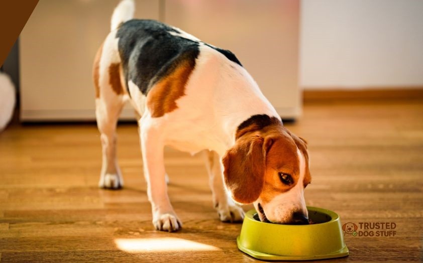 do mice eat dog food