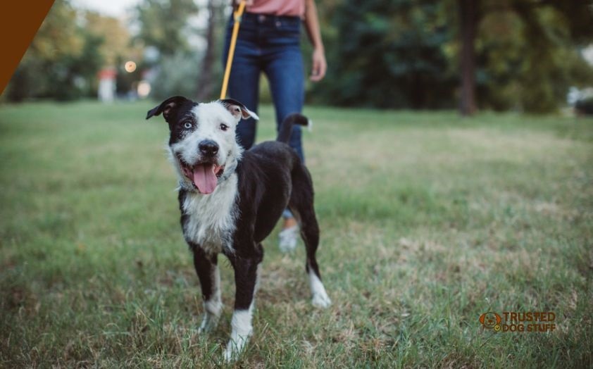 do you tip dog sitters