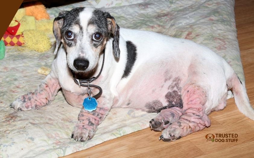 does food coloring irritate dogs skin