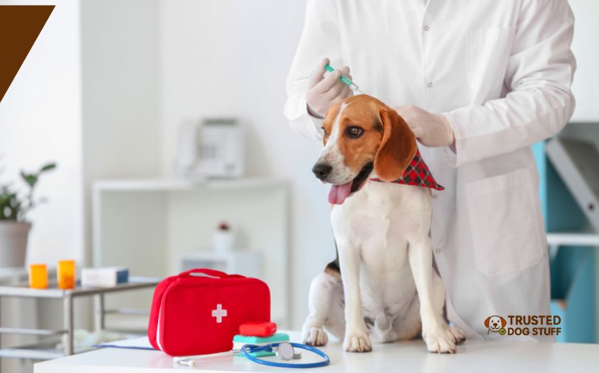 how do i get my dog vaccination records online