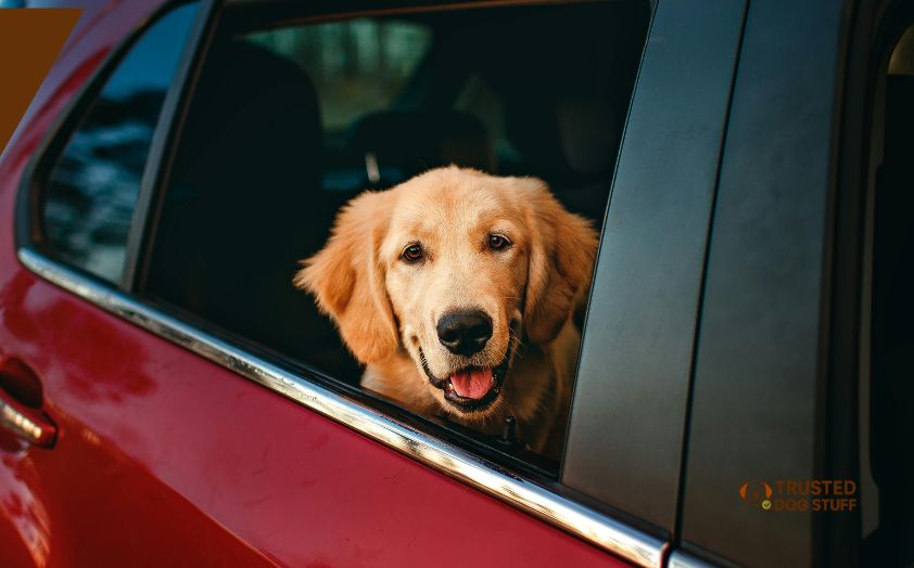 how do you get rid of dog smell in car