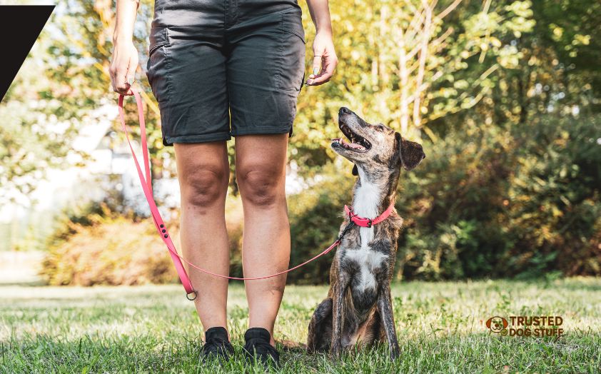 how long does it take to train a service dog