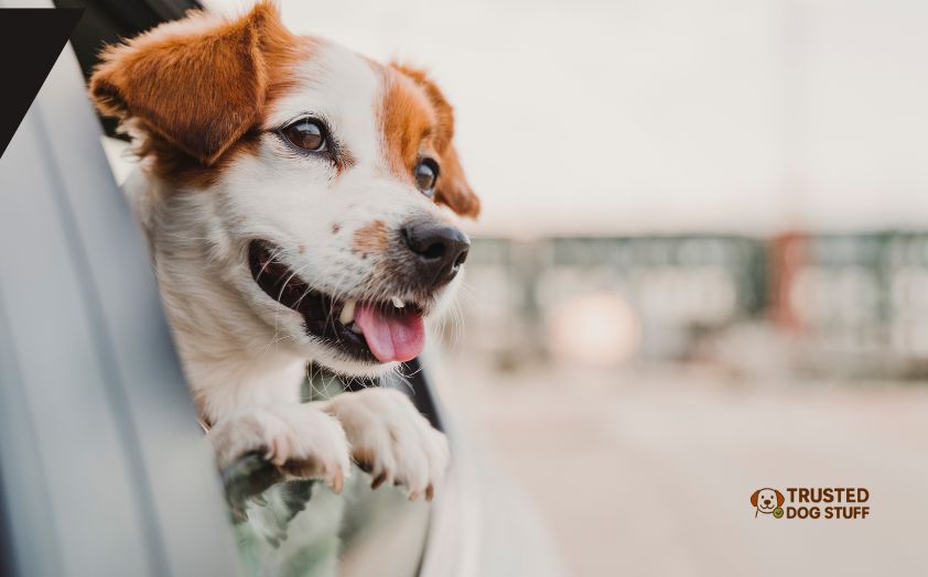 how many dogs die in car accidents