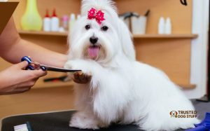 How Much Should You Tip Dog Groomer? Essential Guide - TrustedDogStuff