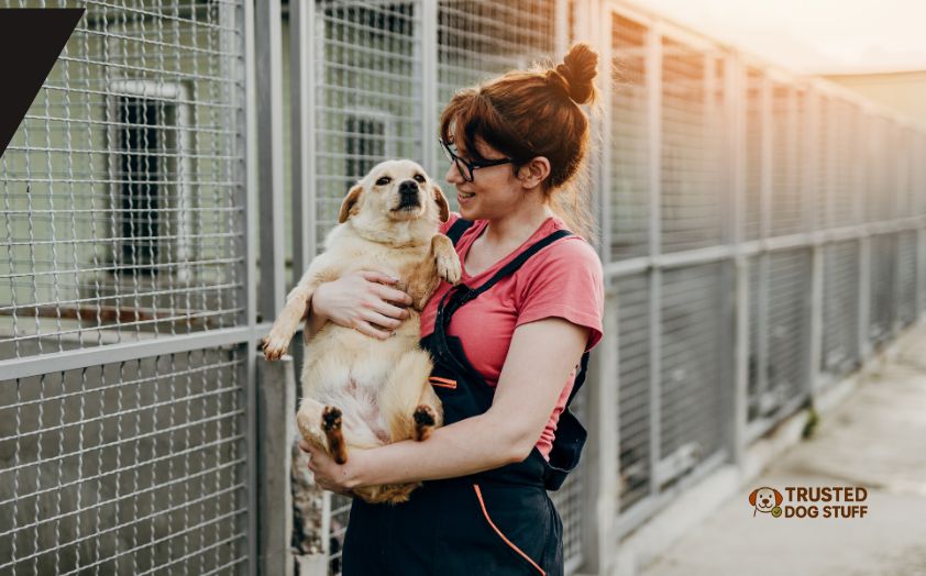 how to crate train a dog from a shelter