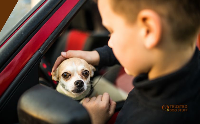 how to get dog hair out of car mats