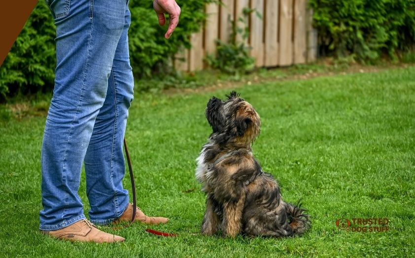 how to train a jack russell dog