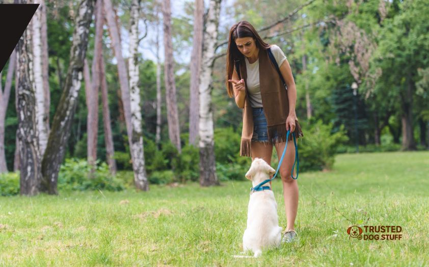 how to train dog to heel
