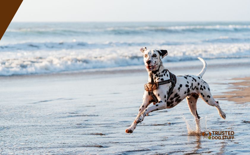 what breed is the strongest dog