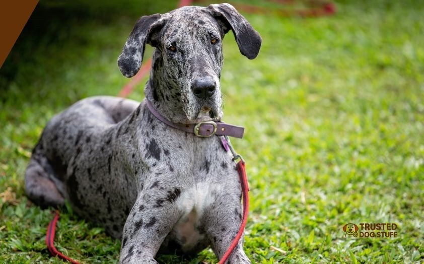 what is the most powerful dog breed