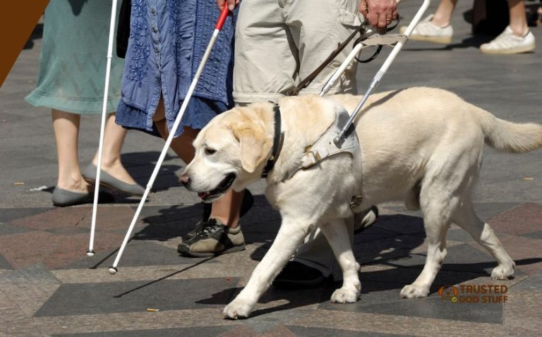 When Were Guide Dogs First Trained To Lead The Blind? Discover History ...