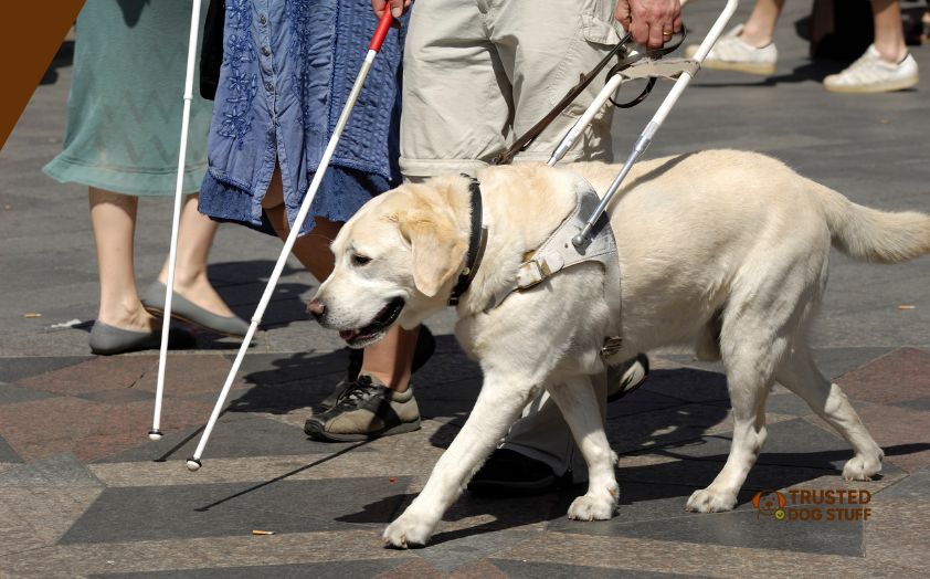 when were guide dogs first trained to lead the blind