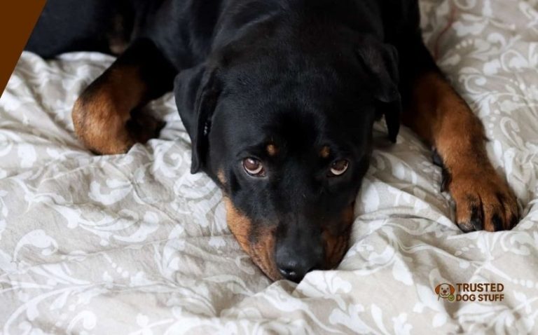 The 10 Best Dog Beds For Rottweilers Of 2026 - TrustedDogStuff