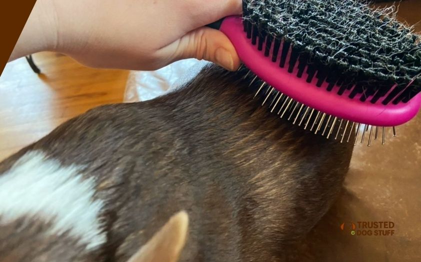 best dog brushes for matted hair