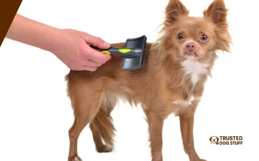 best dog brushes for short hair chihuahua