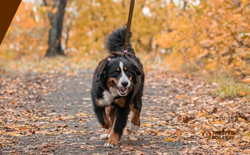 best dog foods for bernese mountain dogs