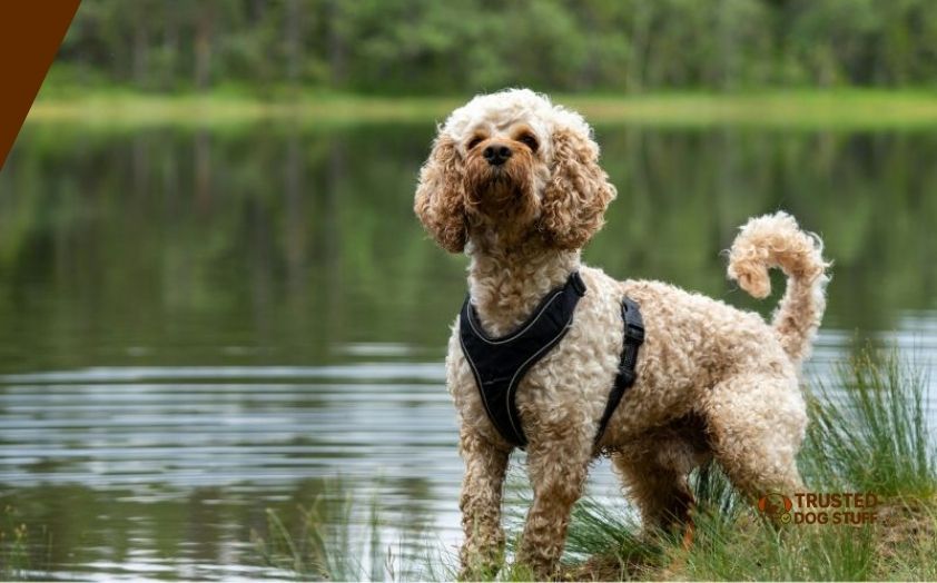 best dog foods for cockapoos