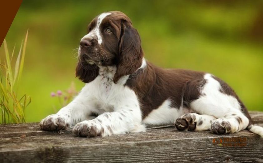 best dog foods for springer spaniel